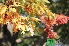 秋天換季病有哪些？秋天該如何保健養(yǎng)生呢？