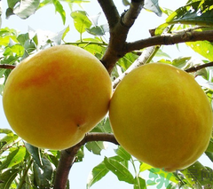 黃桃可以放冰箱嗎？黃桃怎么保存?