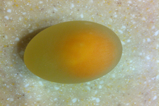 醋泡蛋對人的營養(yǎng)價值有哪些？醋泡蛋的功效是什么？