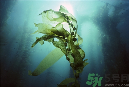 吃海藻有什么好處?海藻的功效與作用 吃海藻有什么好處?海藻的功效與作用