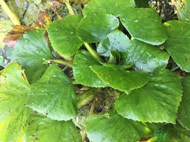 菱角和豬肉能一起吃嗎？菱角和什么不能一起吃？