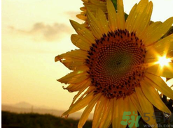  為什么立秋了還這么熱？立秋后要多久才能涼快？