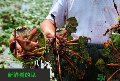 菱角是發(fā)物嗎？菱角是寒性的嗎？