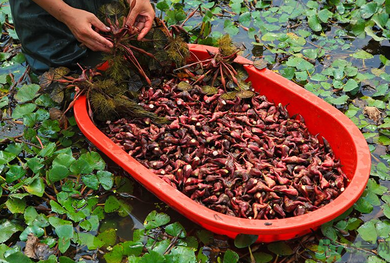 菱角是發(fā)物嗎？菱角是寒性的嗎？