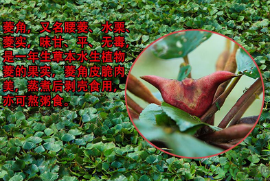 菱角是發(fā)物嗎？菱角是寒性的嗎？