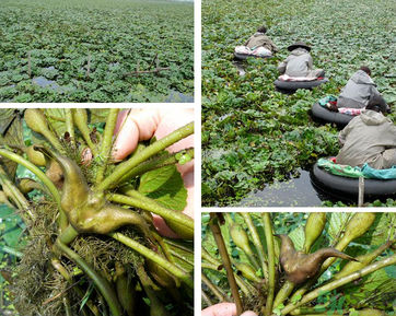 菱角是發(fā)物嗎？菱角是寒性的嗎？