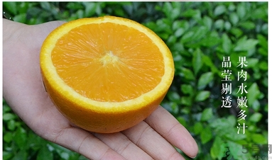 新奇士橙什么人不能吃？新奇士橙的禁忌