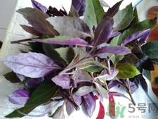 孕婦可以吃紫背天葵嗎?孕婦吃紫背天葵會(huì)怎樣? 孕婦可以吃紫背天葵嗎?孕婦吃紫背天葵會(huì)怎樣?