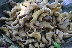 菱角是什么？菱角是什么季節(jié)成熟的？