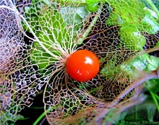 吃燈籠果有什么好處?菇娘的營養(yǎng)價(jià)值及功效 吃燈籠果有什么好處?菇娘的營養(yǎng)價(jià)值及功效