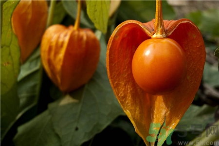 吃燈籠果有什么好處?菇娘的營養(yǎng)價(jià)值及功效 吃燈籠果有什么好處?菇娘的營養(yǎng)價(jià)值及功效