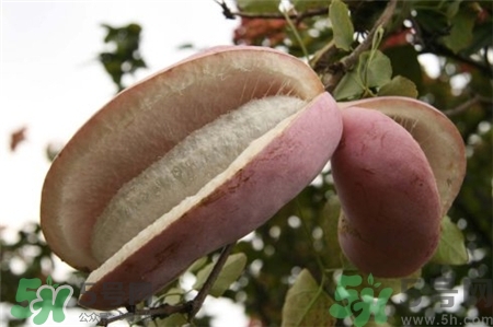 八月炸怎么吃法?八月炸的吃法 八月炸怎么吃法?八月炸的吃法