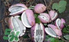 八月炸怎么吃法?八月炸的吃法 八月炸怎么吃法?八月炸的吃法