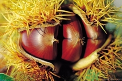 不開口的板栗怎么炒?不開口板栗能直接炒嗎 不開口的板栗怎么炒?不開口板栗能直接炒嗎