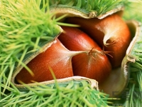 不開口的板栗怎么炒?不開口板栗能直接炒嗎 不開口的板栗怎么炒?不開口板栗能直接炒嗎