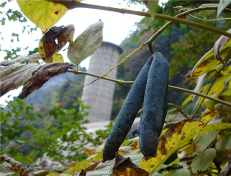 吃貓屎瓜有什么好處?貓屎瓜的功效與作用 吃貓屎瓜有什么好處?貓屎瓜的功效與作用