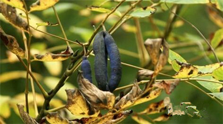 吃貓屎瓜有什么好處?貓屎瓜的功效與作用 吃貓屎瓜有什么好處?貓屎瓜的功效與作用