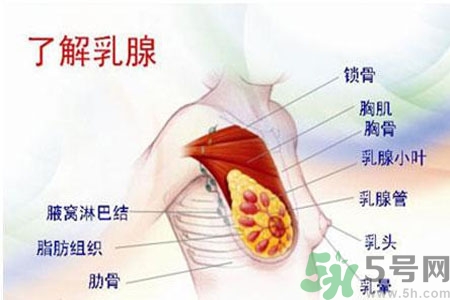 如何預(yù)防女性乳頭痛？女性需注意乳房的哪些問(wèn)題？