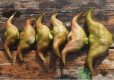 菱角懷孕可以吃嗎？孕婦能吃菱角嗎？