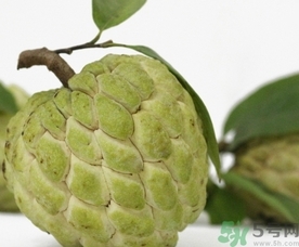 釋迦果怎么吃？釋迦的營(yíng)養(yǎng)價(jià)值功效作用