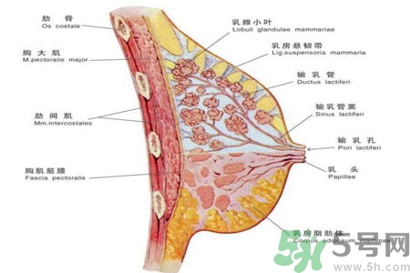 ?女性乳房下垂的原因是什么？女性乳房下垂的分類有哪些？
