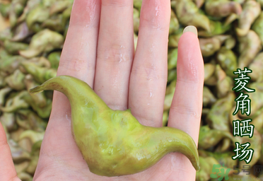 菱角懷孕可以吃嗎？孕婦能吃菱角嗎？