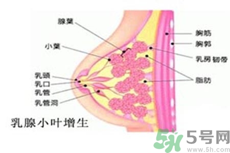 乳房脹痛的原因？乳房脹痛怎么辦？