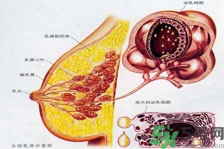 乳腺增生治療方法是什么？乳腺增生的檢查方法有哪些？