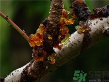 吃桃膠有什么好處?桃膠的功效與作用 吃桃膠有什么好處?桃膠的功效與作用