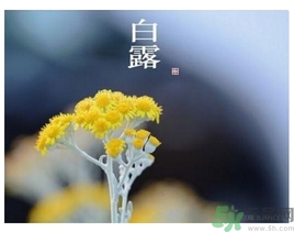 白露是什么意思？白露是幾月幾日