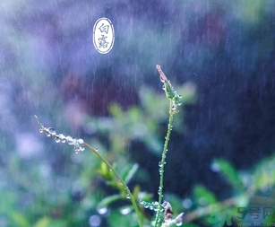 白露茶是什么茶？白露為什么要喝白露茶？