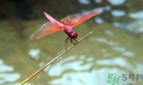 處暑如何養(yǎng)生？處暑養(yǎng)生要注意什么？