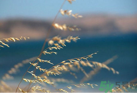 處暑如何養(yǎng)生？處暑養(yǎng)生要注意什么？