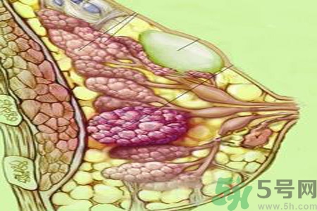 怎樣區(qū)分乳房包塊是良性還是惡性？如何診斷乳房腫塊是惡性還是良性？