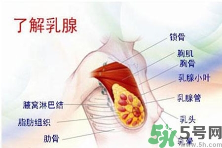 乳房上有硬塊怎么辦？乳房有硬塊的病因是什么？