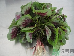 吃莧菜會長胖嗎?野莧菜的熱量高嗎 吃莧菜會長胖嗎?野莧菜的熱量高嗎