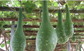 瓠子怎么做好吃？瓠子不能和什么一起吃？