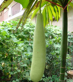 瓠子的營養(yǎng)價(jià)值 瓠子的功效和作用 瓠子的營養(yǎng)價(jià)值 瓠子的功效和作用