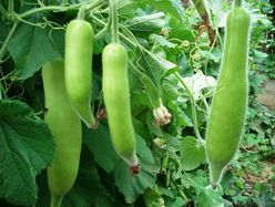 瓠子的營養(yǎng)價(jià)值 瓠子的功效和作用 瓠子的營養(yǎng)價(jià)值 瓠子的功效和作用