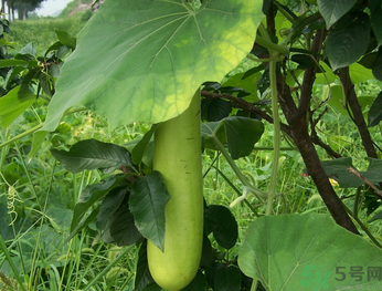 孕婦可以吃瓠子嗎？孕婦吃瓠子的好處