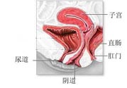 女性陰道松弛的原因是什么？女性陰道松弛怎么辦？