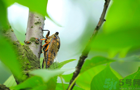 出伏是什么意思？出伏當(dāng)天吃什么？