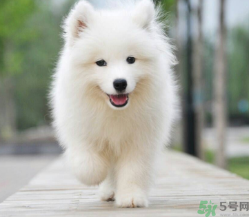 狗狗可以吃月餅嗎？狗狗吃月餅的危害