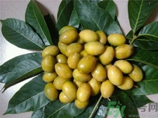 吃橄欖有什么好處?橄欖的功效與作用? 吃橄欖有什么好處?橄欖的功效與作用?