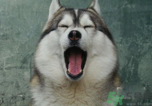 打呵欠骨頭響是怎么回事？打哈欠骨頭響怎么辦？