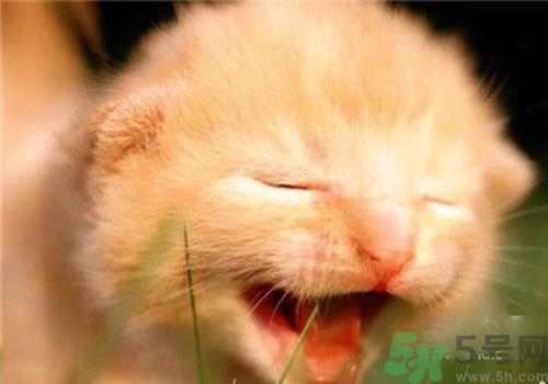 打呵欠骨頭響是怎么回事？打哈欠骨頭響怎么辦？