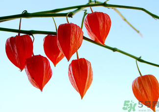 紅姑娘怎么吃？紅姑娘怎么保存？