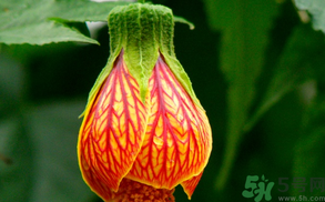 孕婦可以吃紅姑娘嗎？紅姑娘的藥用價(jià)值