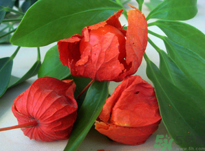 孕婦可以吃紅姑娘嗎？紅姑娘的藥用價(jià)值