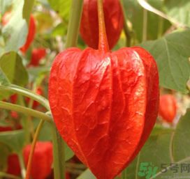 紅姑娘泡水喝可以治什么??？紅姑娘泡水喝的功效與作用